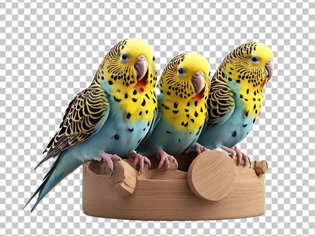 Psd di un 3d tre budgies sono nel cucciolo