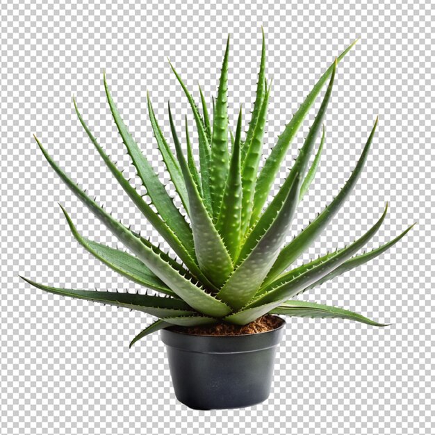 PSD psd of a aloe vera on transparent background