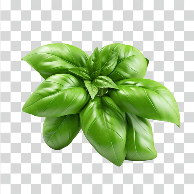 PSD psd basil transparent background