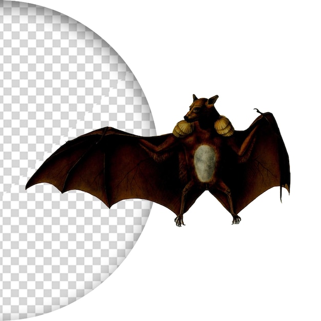 PSD psd bat isolated on a transparent background