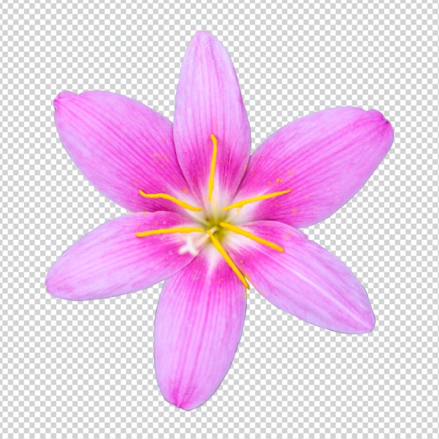 PSD beautiful flowers isolated