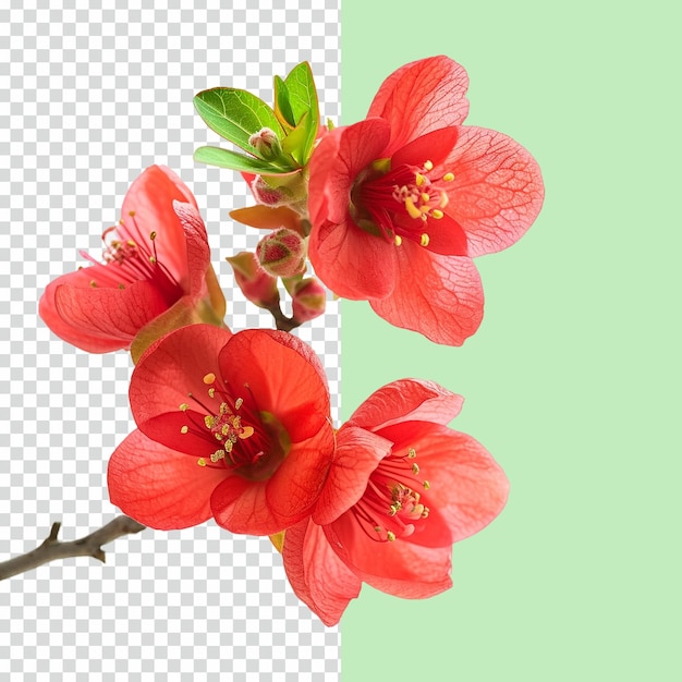 PSD psd beautiful red quince flower in pot on isolated transparent background