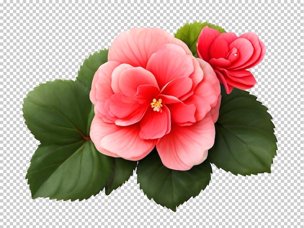 PSD ベゴニアの花が透明な背景に