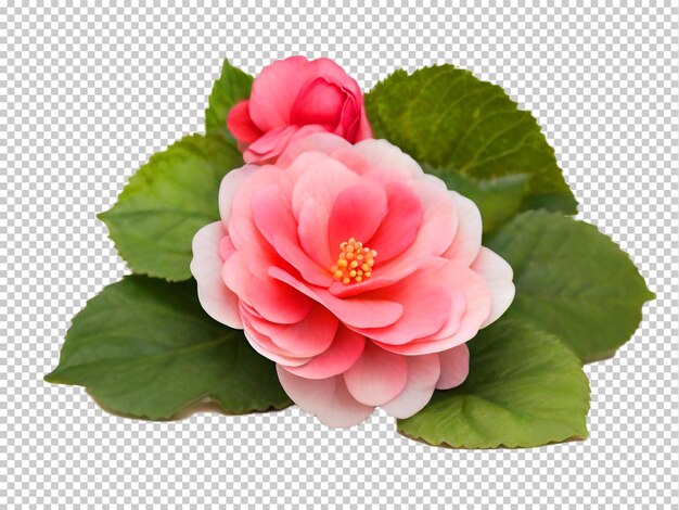 PSD psd begonia flower png on a transparent background