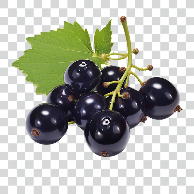 Psd blackcurrant transparent background