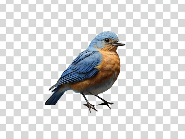 Psd of a blue bird