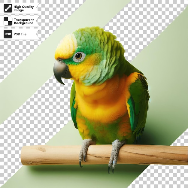 PSD psd blue and yellow macaw ara on transparent background