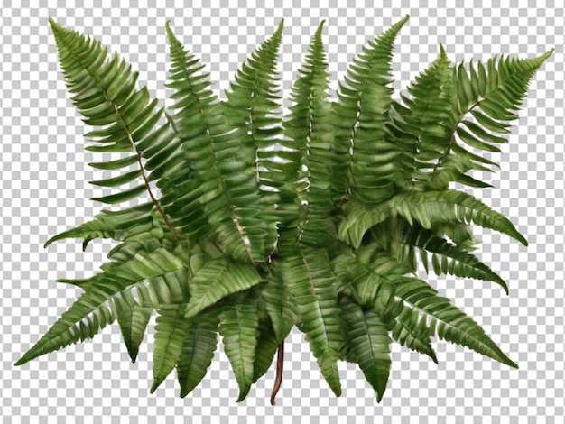 PSD psd of a boston fern nephrolepis exultate on transparent background