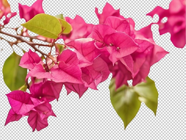 PSD psd of a bougainvillea flower on transparent background