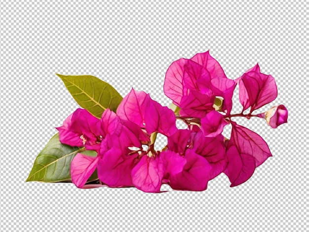 PSD psd of a bougainvillea flower on transparent background