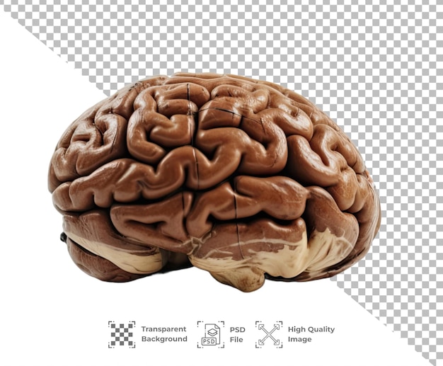 PSD Мозг изолирован на прозрачном фоне
