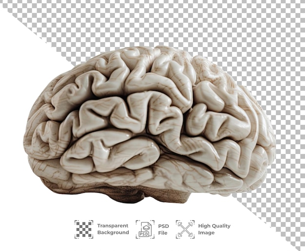PSD 뇌는 투명한 배경에 고립되어 있습니다.