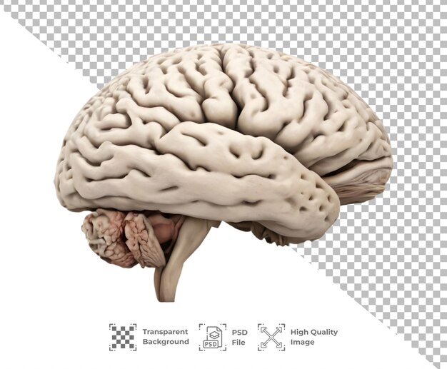 PSD psd brain organ isolated on transparent background