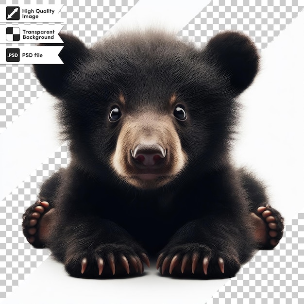PSD psd brązowy niedźwiedź izolowany na przezroczystym tle