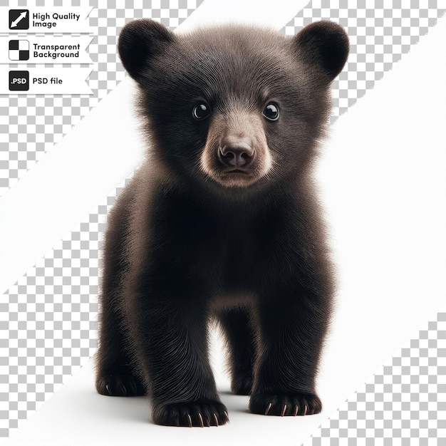 PSD psd brown bear isolated on transparent background