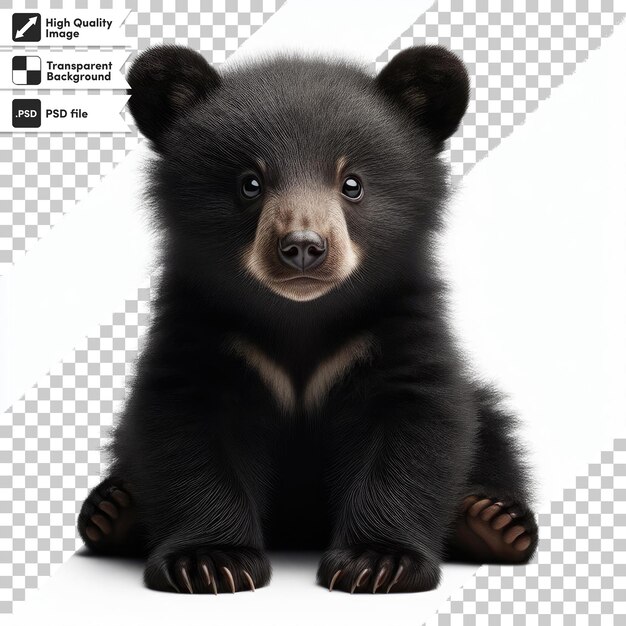 Psd brown bear isolated on transparent background