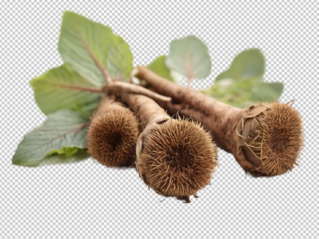 PSD psd of a burdocks roots