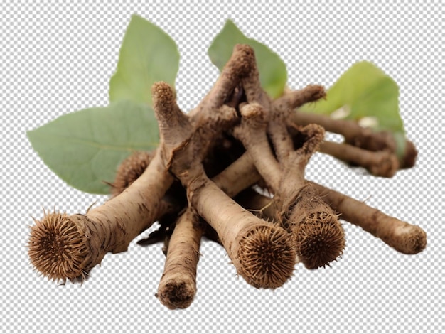 PSD psd of a burdocks roots