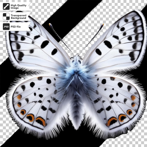 Psd butterfly on transparent background