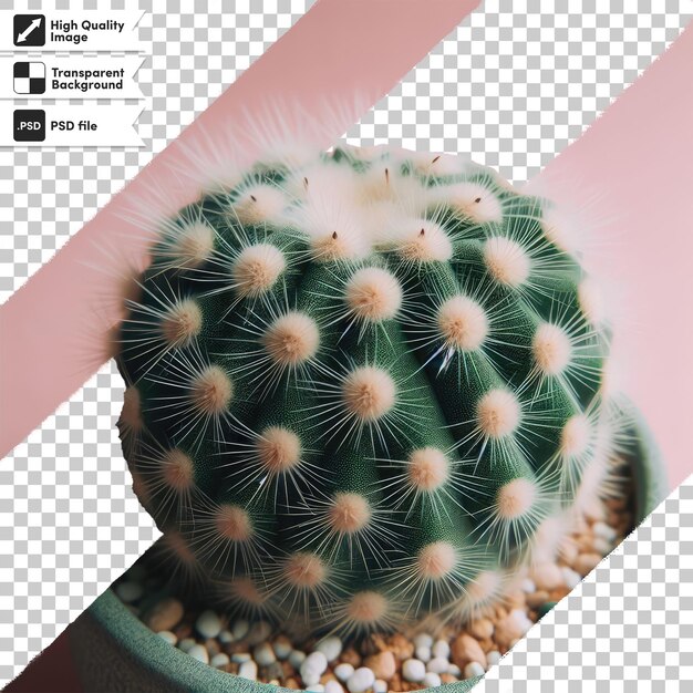 PSD psd cactus in flowerpot on transparent background