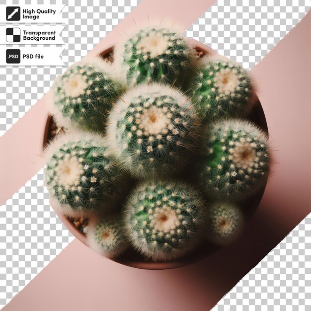 PSD psd cactus in flowerpot on transparent background