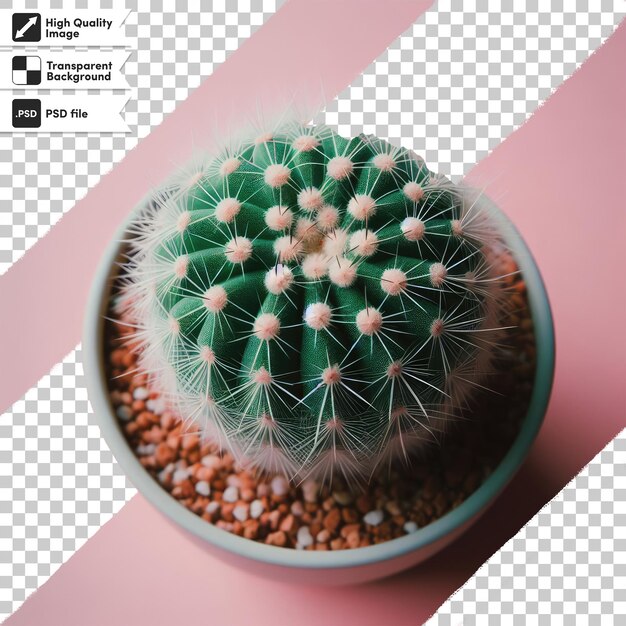 PSD psd cactus in flowerpot on transparent background