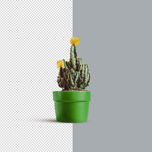 PSD psd cactus plant, flower for mockup.