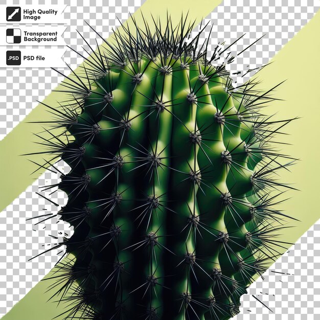 PSD psd cactus in a pot on transparent background