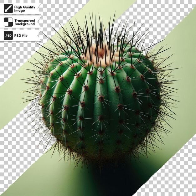 PSD psd cactus in a pot on transparent background