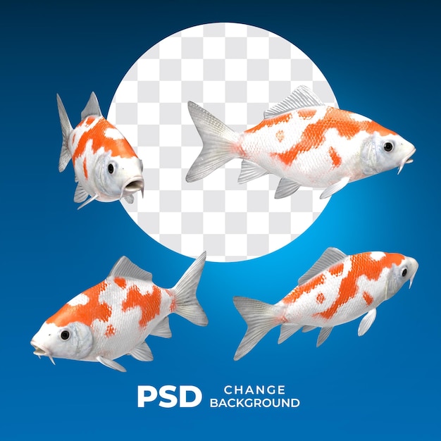 PSD psd 鯉の魚の多くのポーズ