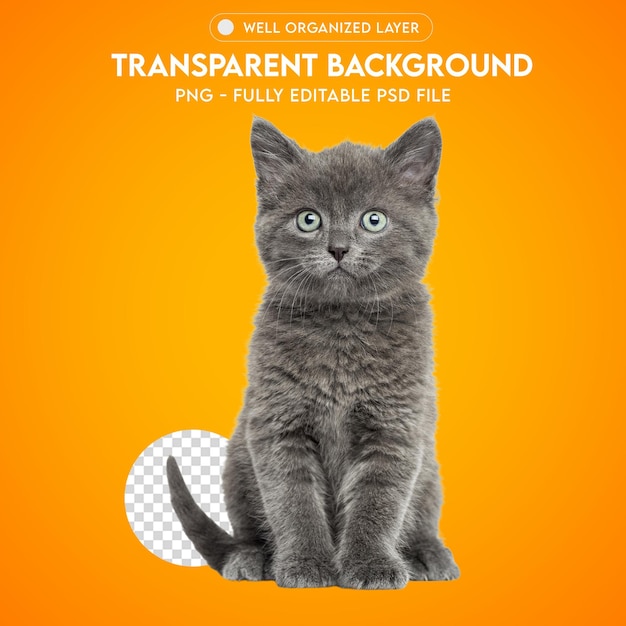 PSD Cat PNG Прозрачный без фона