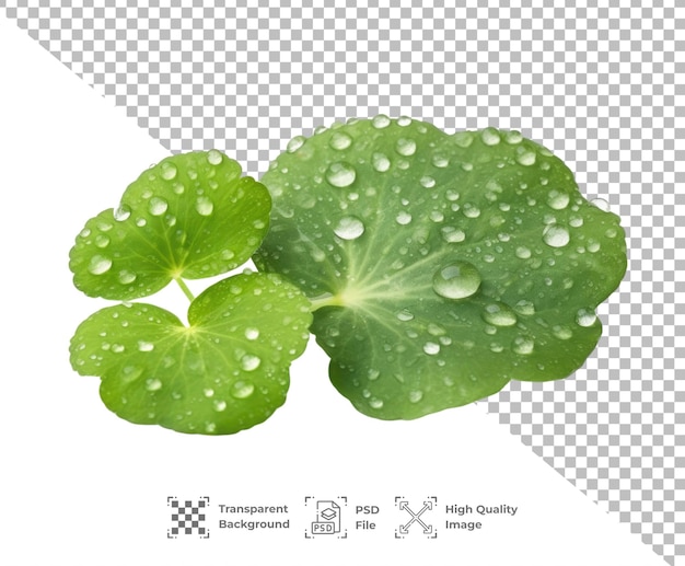 PSD psd centella asiatica isolated on transparent background