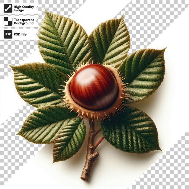 PSD psd chestnut fruit on transparent background with editable mask layer