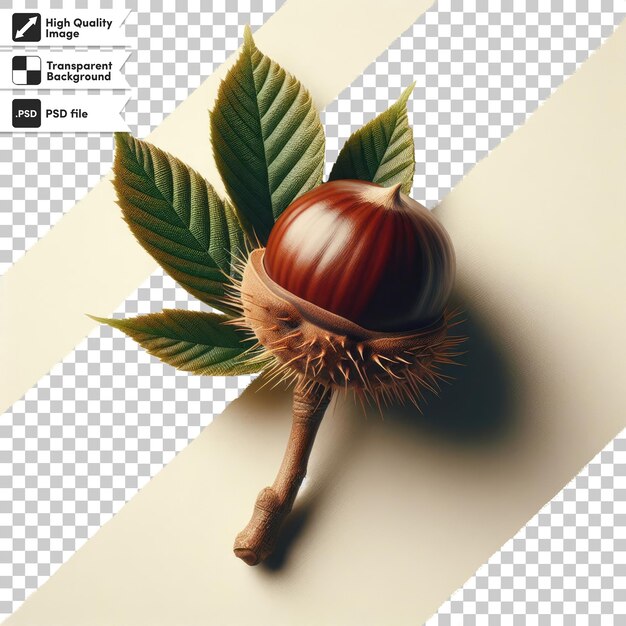 Psd chestnut fruit on transparent background with editable mask layer