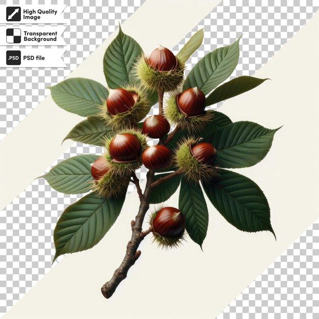 Psd chestnut fruit on transparent background with editable mask layer