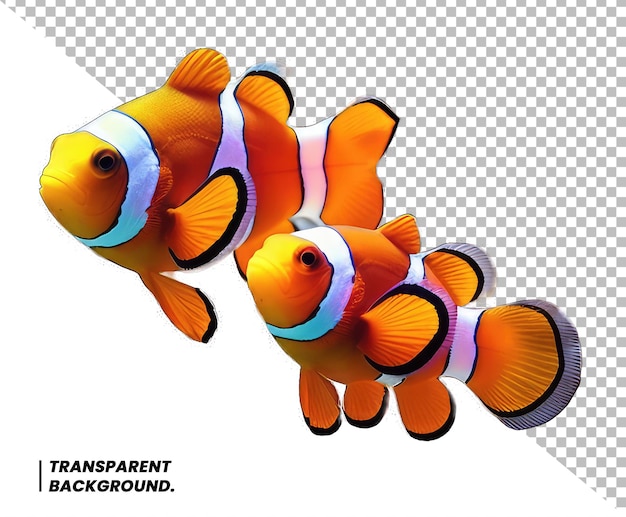 PSD psd clown fish or anemone fish isolated