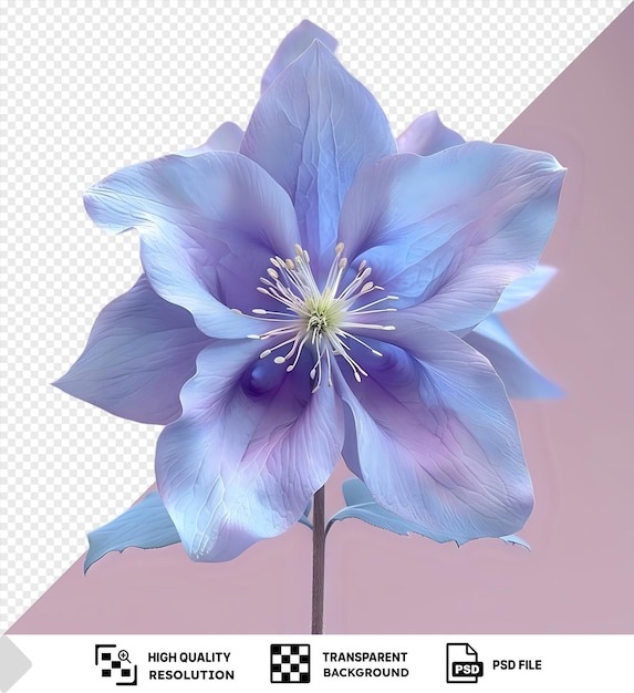 Цветок с голубыми и белыми лепестками на розовом фоне png
