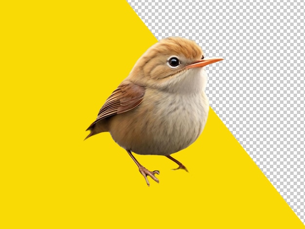 PSD psd of a cutest warbler on transparent background