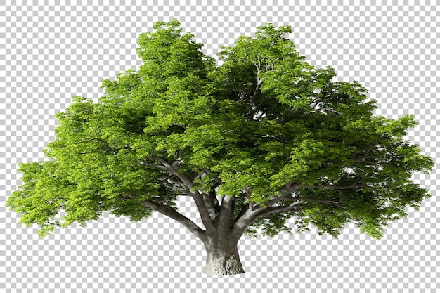 Psd cutout naturali grandi alberi enormi in piedi illustrazioni 3d realistiche