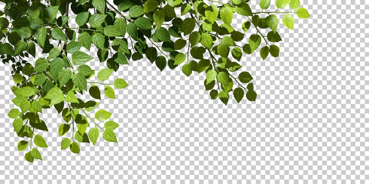 PSD Cutout tropen groene bladeren op de voorgrond op transparante achtergronden 3D rendering.