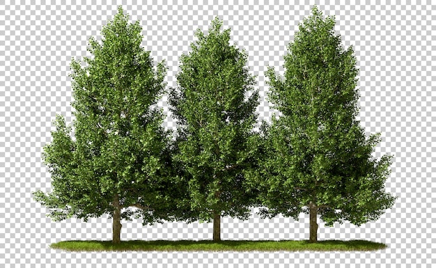PSD psd cutout zielone drzewa grupa na trawiastych łąkach 3d rendering