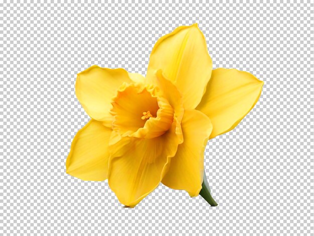 Psd daffodil flower png on a transparent background