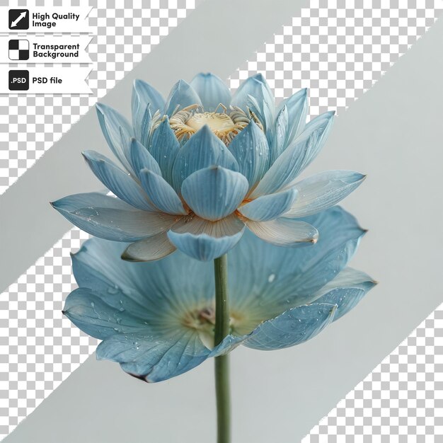 PSD psd dahlia flower lotus flower on transparent background with editable mask layer