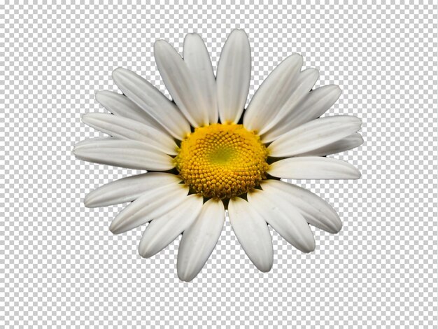 PSD psd daisy png su uno sfondo trasparente