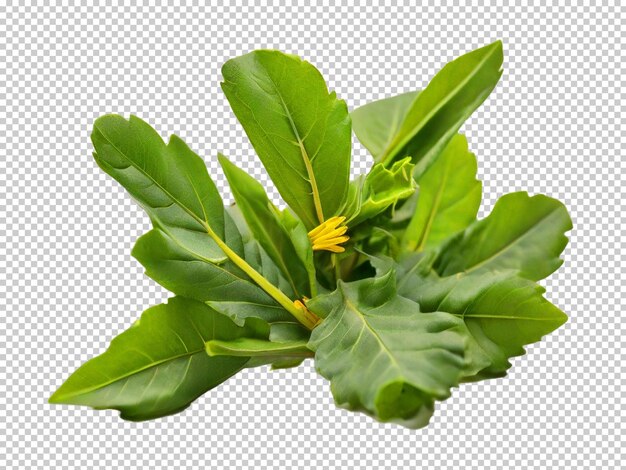 PSD psd dandelion greens png na przezroczystym tle