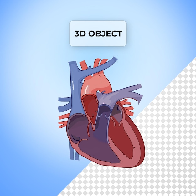 psd diagram heart label circulatory png transparent background