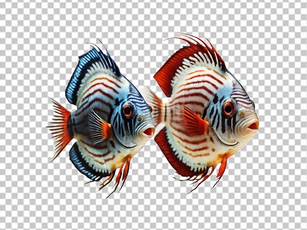 PSD psd di un pesce discus