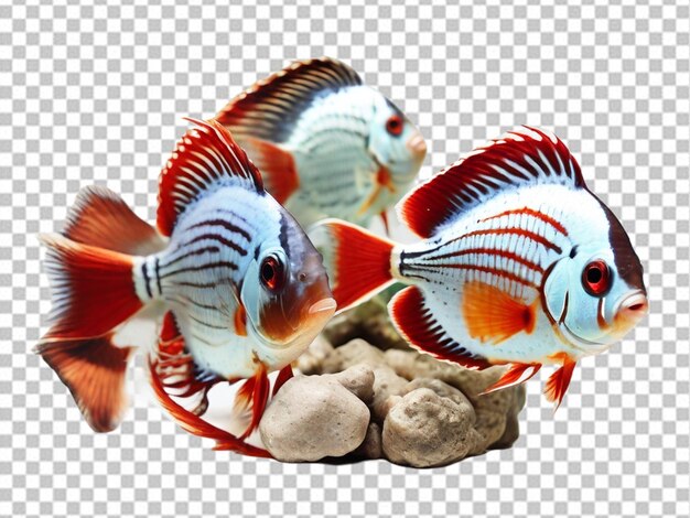 PSD psd of a discus fish