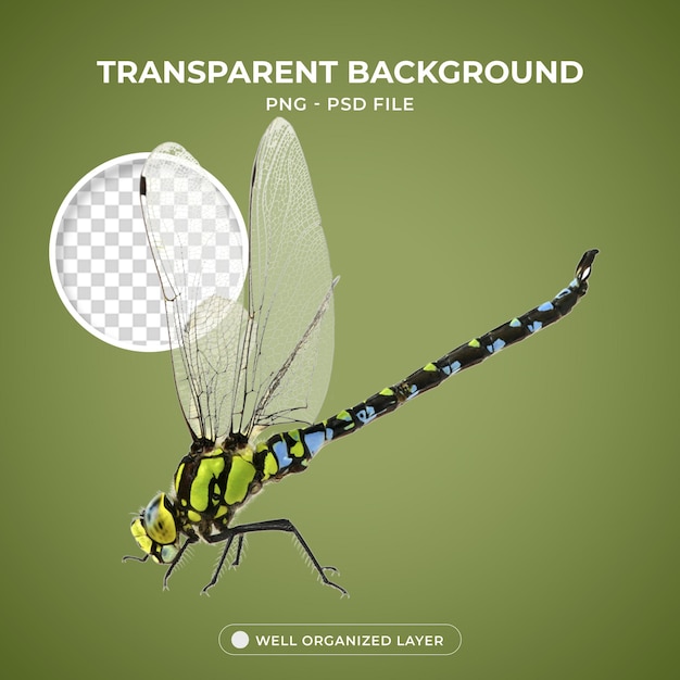 Psd dragonfly vleugels insecten Transparente achtergrond met 3D Brain Element Object