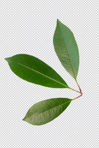 PSD drie groene bladeren geïsoleerd